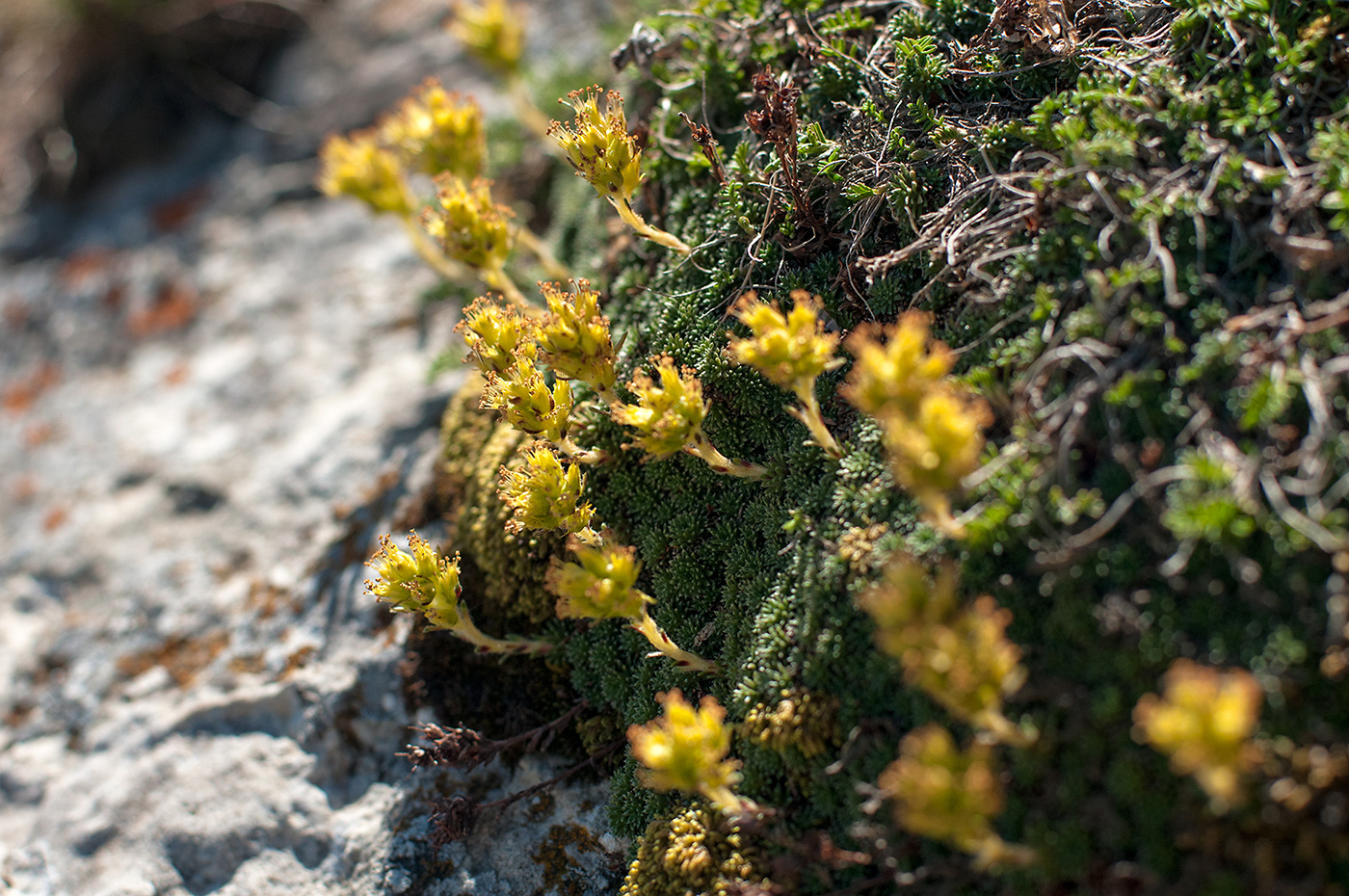 Изображение особи Saxifraga unifoveolata.