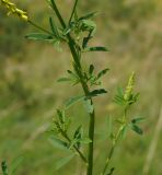 Melilotus officinalis