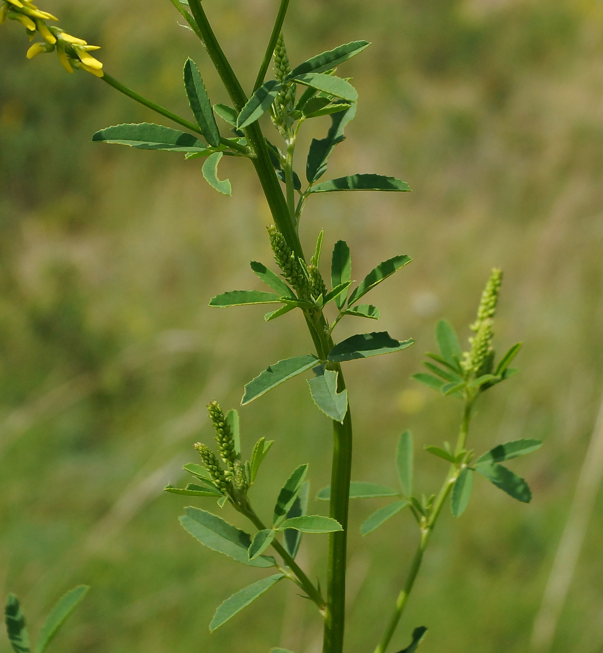 Изображение особи Melilotus officinalis.