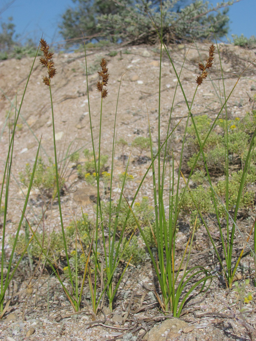 Image of Carex colchica specimen.