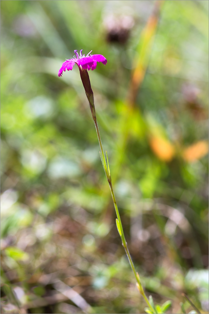 Изображение особи Dianthus deltoides.