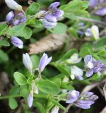 Polygala supina