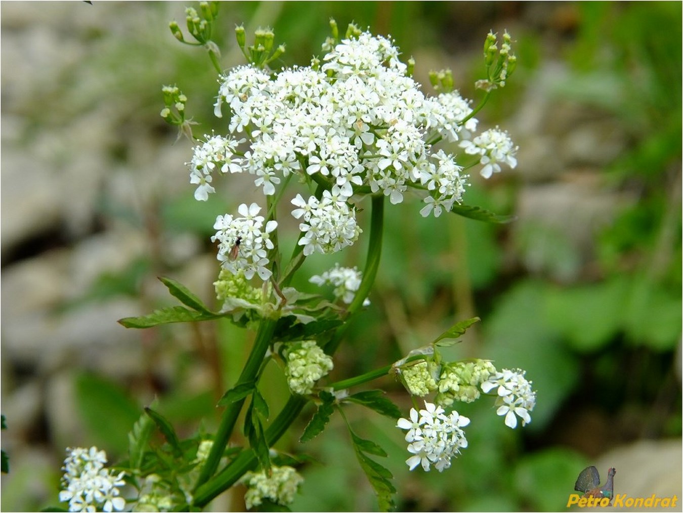 Image of Anthriscus sylvestris specimen.