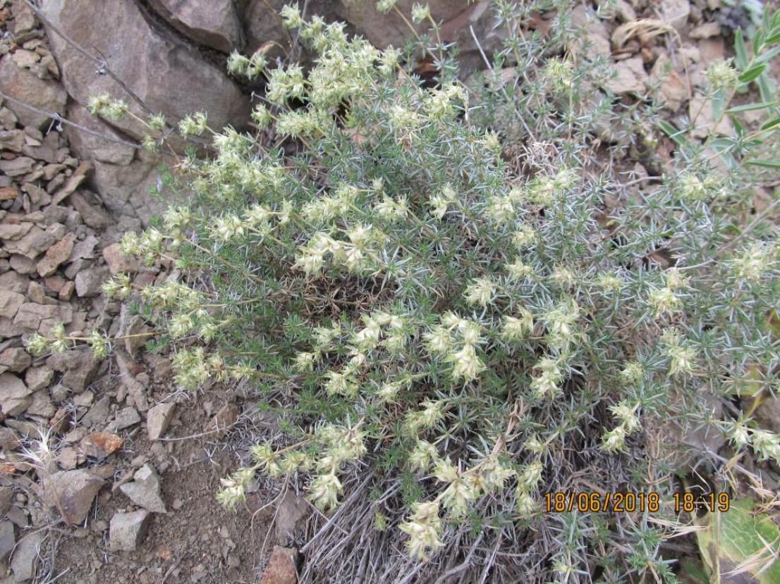 Изображение особи Asperula glomerata.