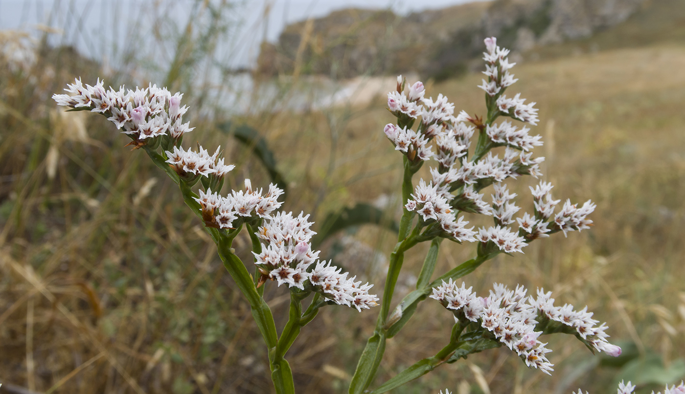 Image of Goniolimon tauricum specimen.