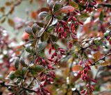 Berberis vulgaris form atropurpurea. Ветвь с соплодиями с созревшими плодами и каплями дождя. Московская обл., Раменский р-н, окр. дер. Хрипань, садовый участок. 31.08.2018.