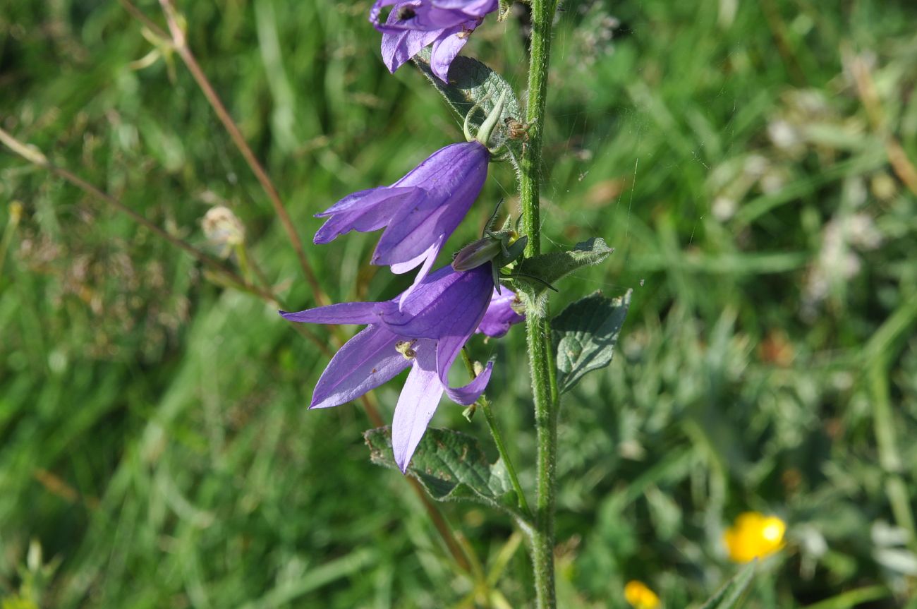 Изображение особи Campanula bononiensis.