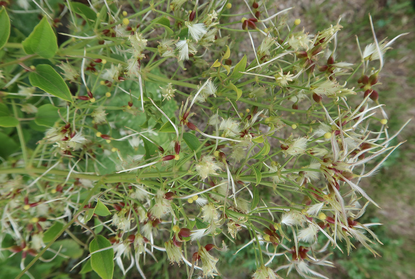 Image of Clematis recta specimen.