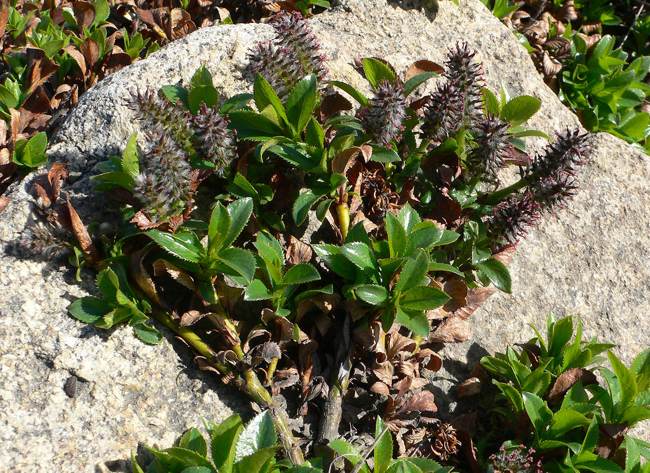 Image of Salix tschuktschorum specimen.