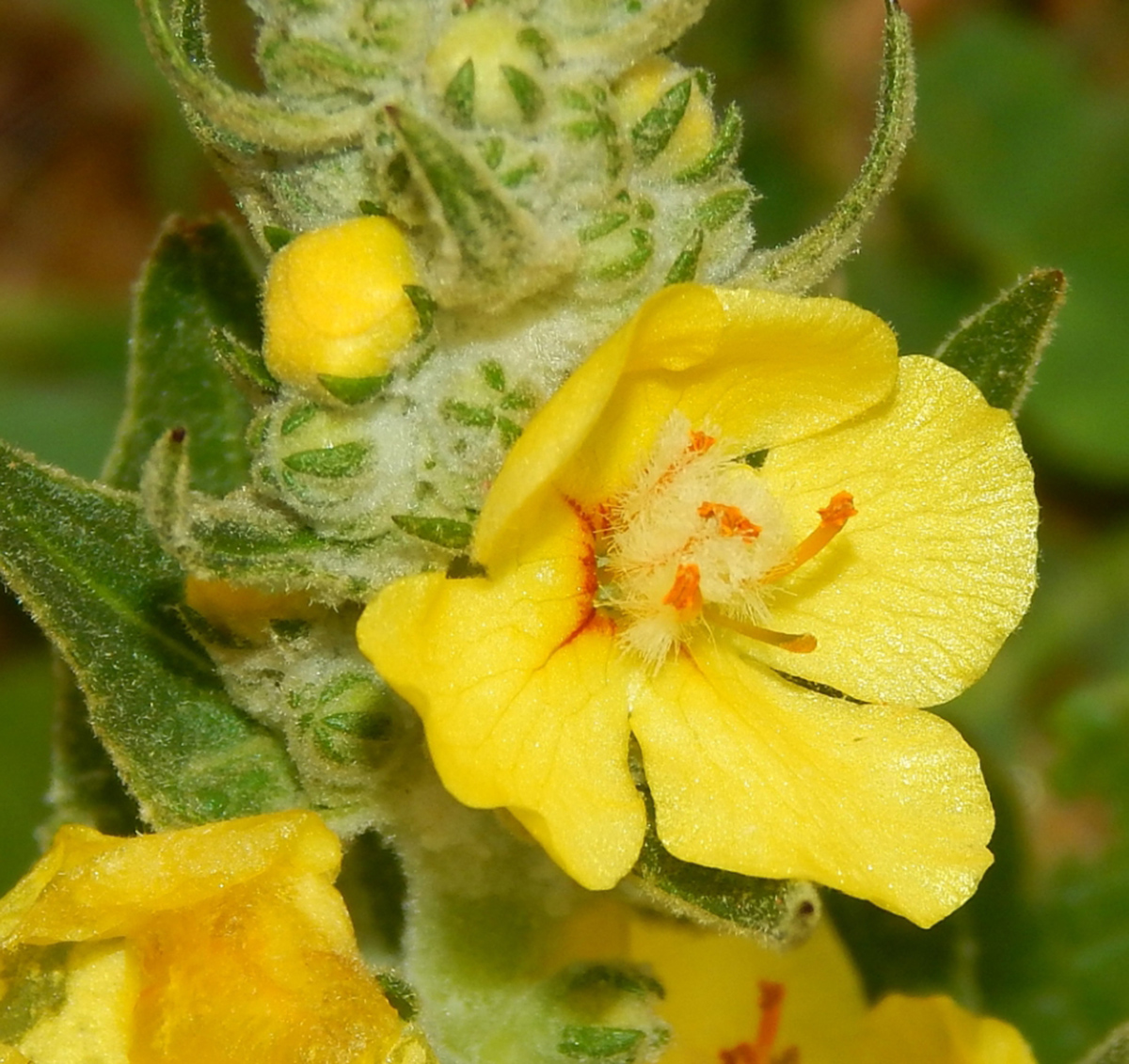 Изображение особи род Verbascum.