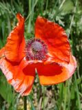 Papaver orientale