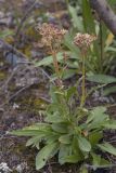 Patrinia sibirica. Плодоносящее растение в сообществе с Erigeron eriocalyx. Республика Алтай, Кош-Агачский р-н, Северо-Чуйский хребет, берег р. Актру. 14.08.2018.