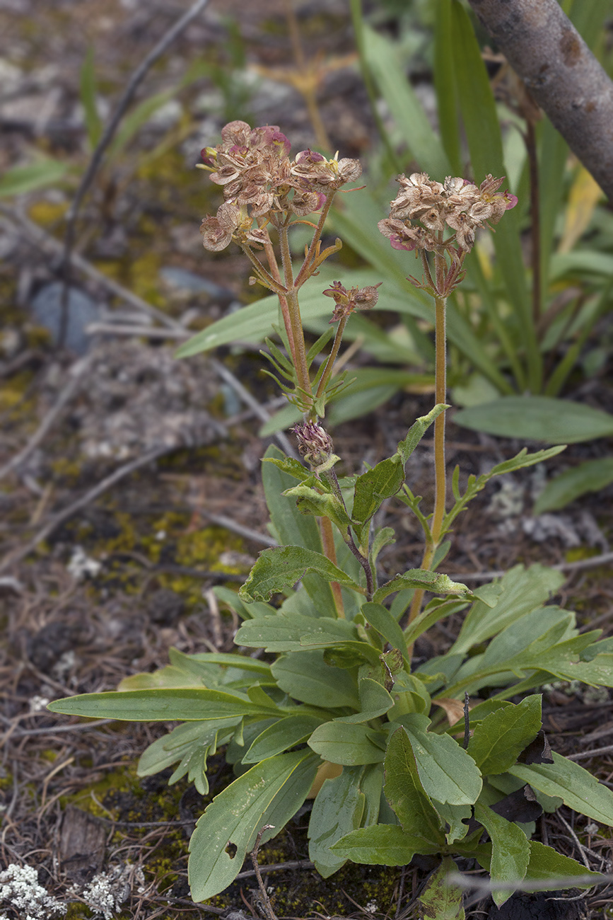 Image of Patrinia sibirica specimen.