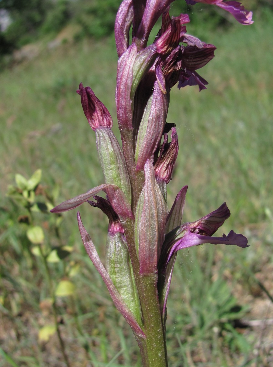 Image of Anacamptis &times; gennarii nothosubsp. orientecaucasica specimen.