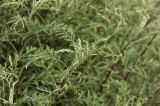 Artemisia gmelinii