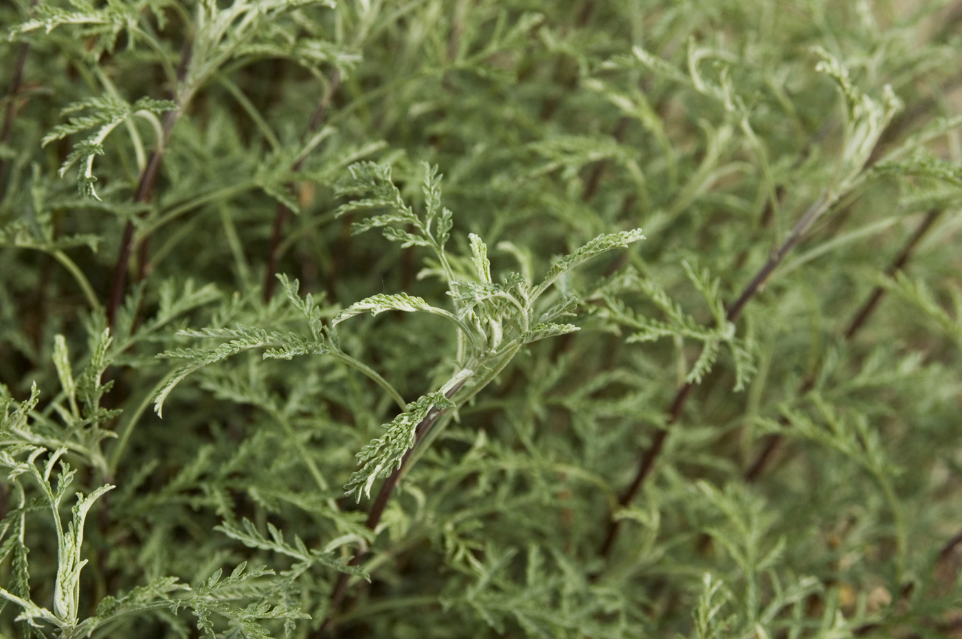 Изображение особи Artemisia gmelinii.