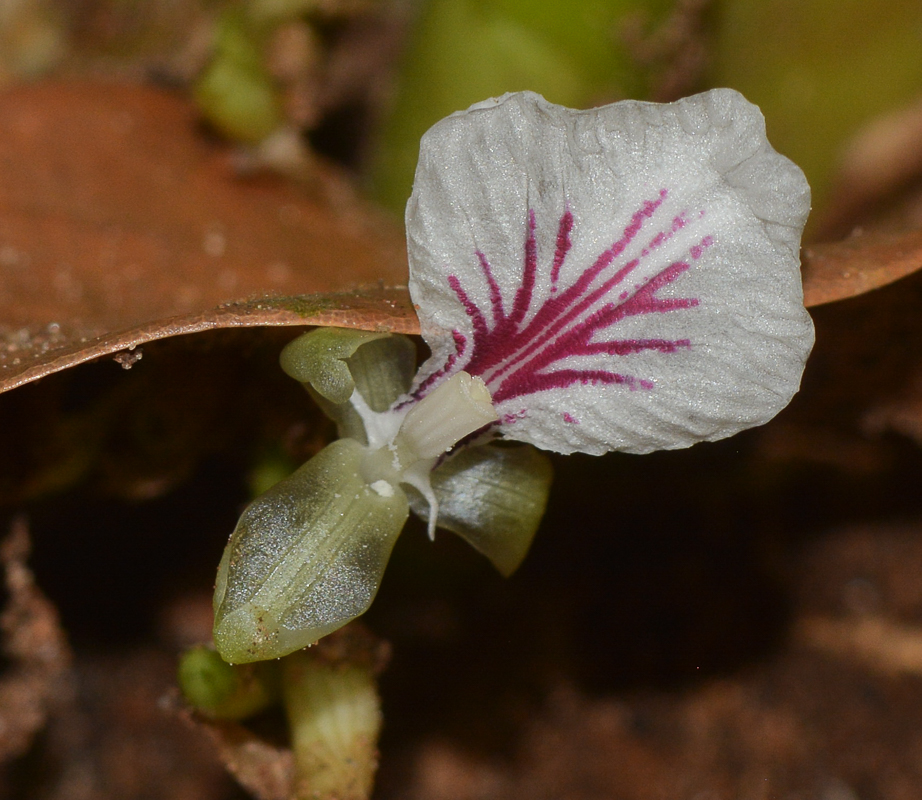 Изображение особи Elettaria cardamomum.