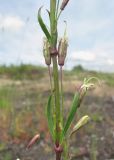 Silene tatarica