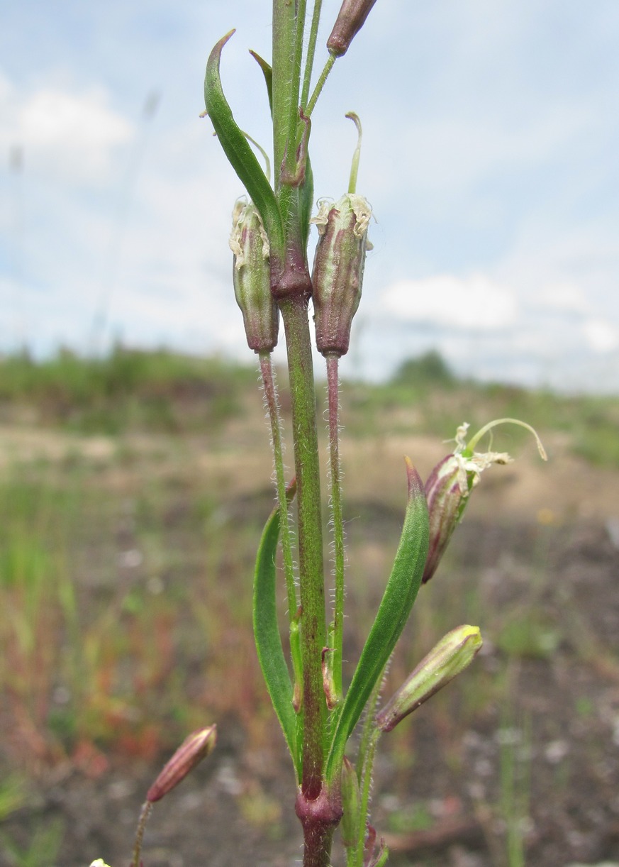 Image of Silene tatarica specimen.