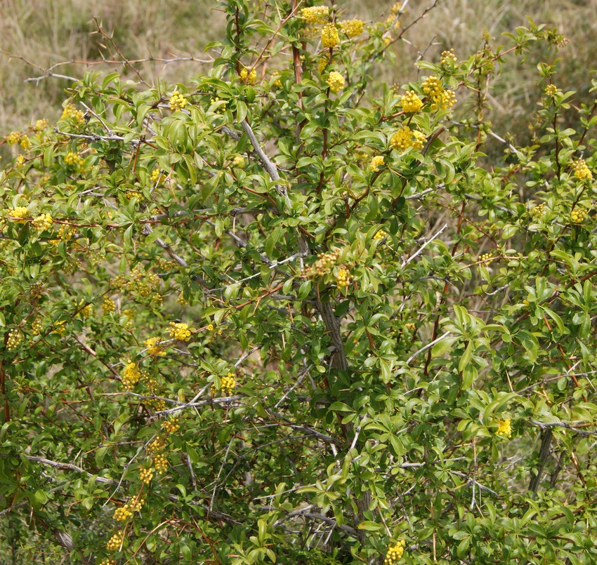 Image of Berberis iberica specimen.