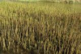 Equisetum fluviatile