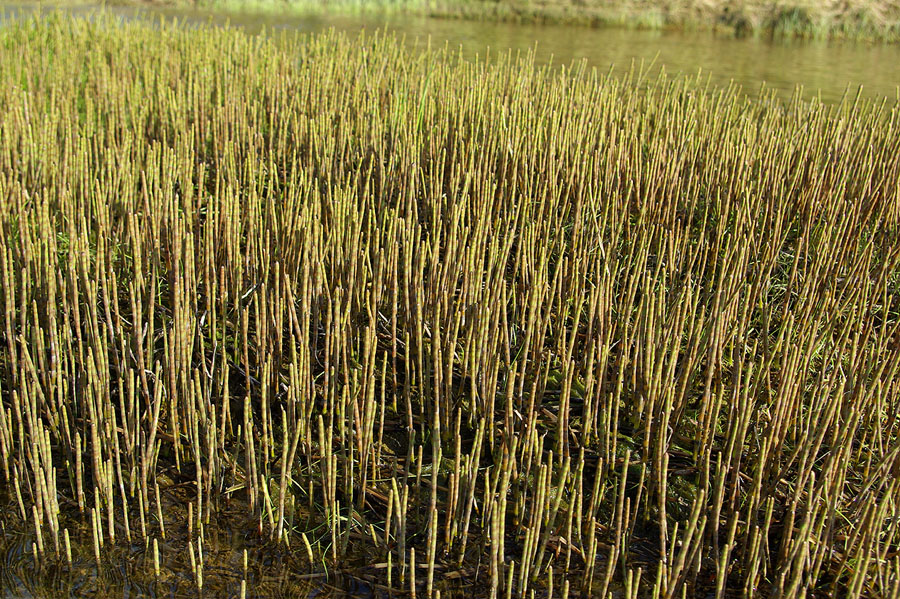 Изображение особи Equisetum fluviatile.