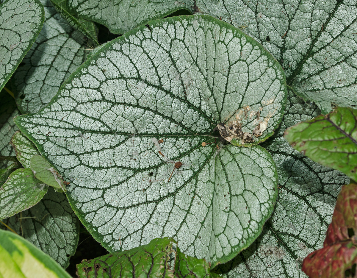 Image of Brunnera macrophylla specimen.