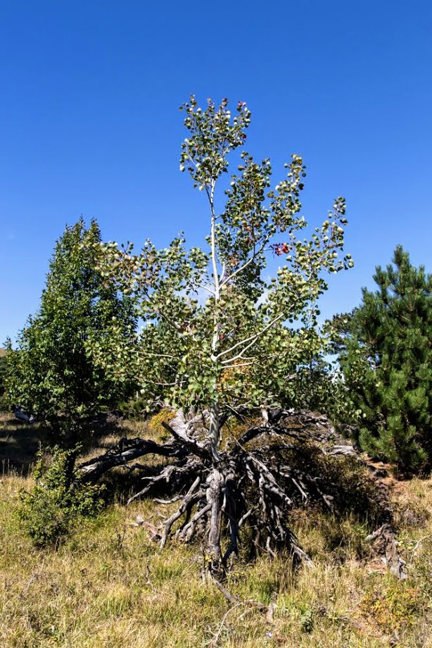Image of Populus tremula specimen.