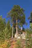 Pinus sylvestris. Взрослые и молодые растения на склоне известняковой скалы. Свердловская обл., окр. г. Североуральск, правый берег канала Дублёр. 22.09.2018.