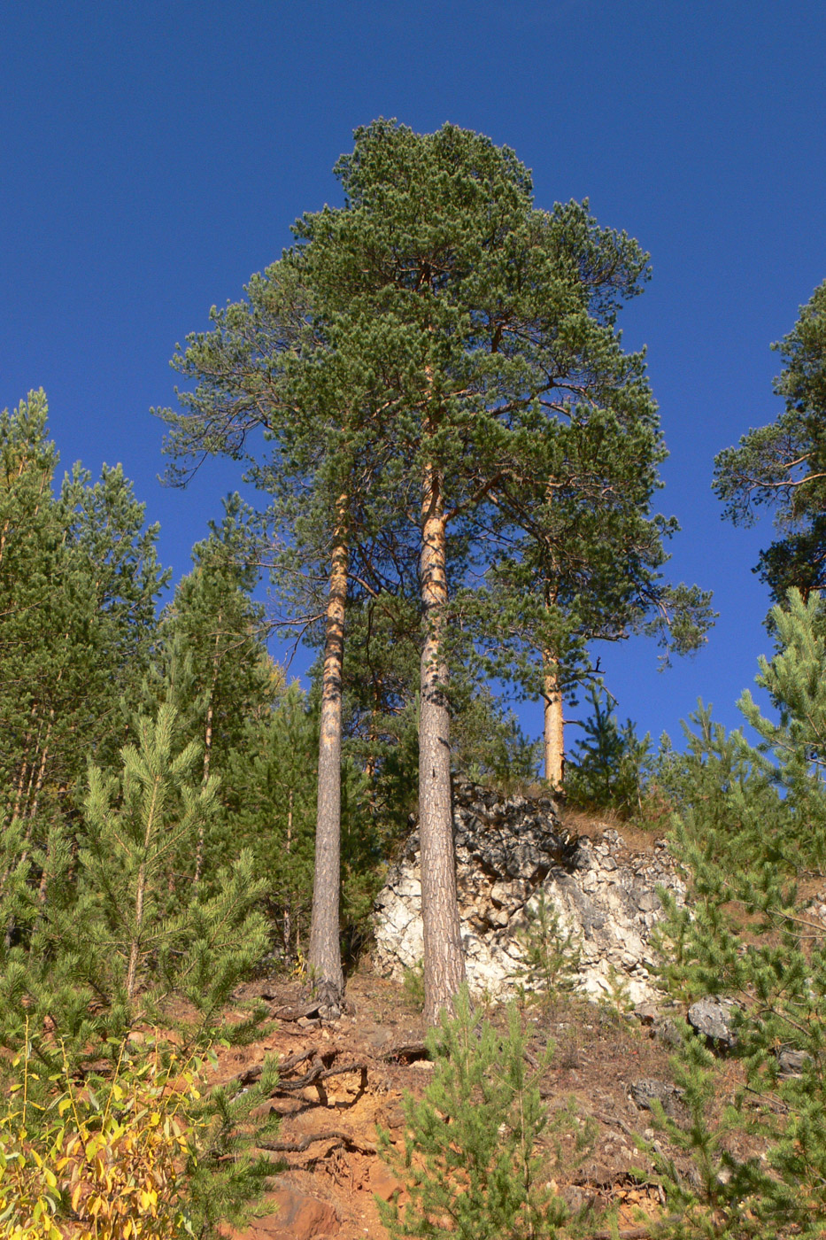 Image of Pinus sylvestris specimen.