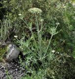 Zosima absinthifolia