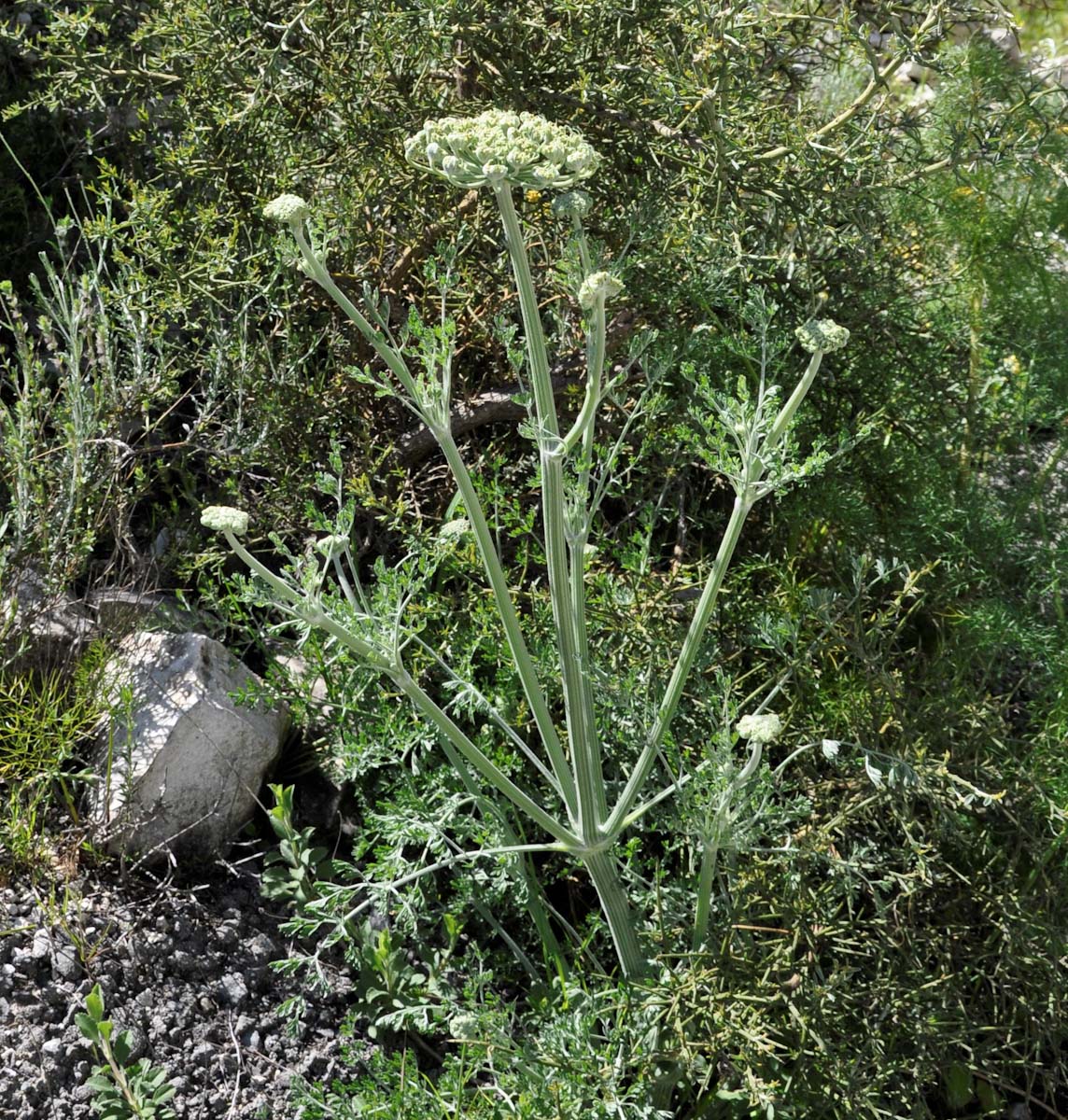 Image of Zosima absinthifolia specimen.