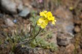 Erysimum flavum