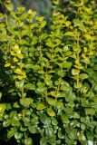 Buxus sempervirens