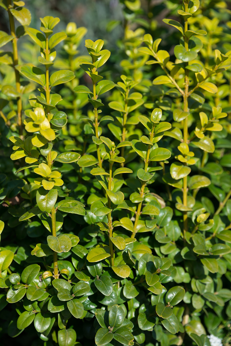 Изображение особи Buxus sempervirens.