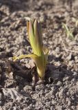 Fritillaria persica