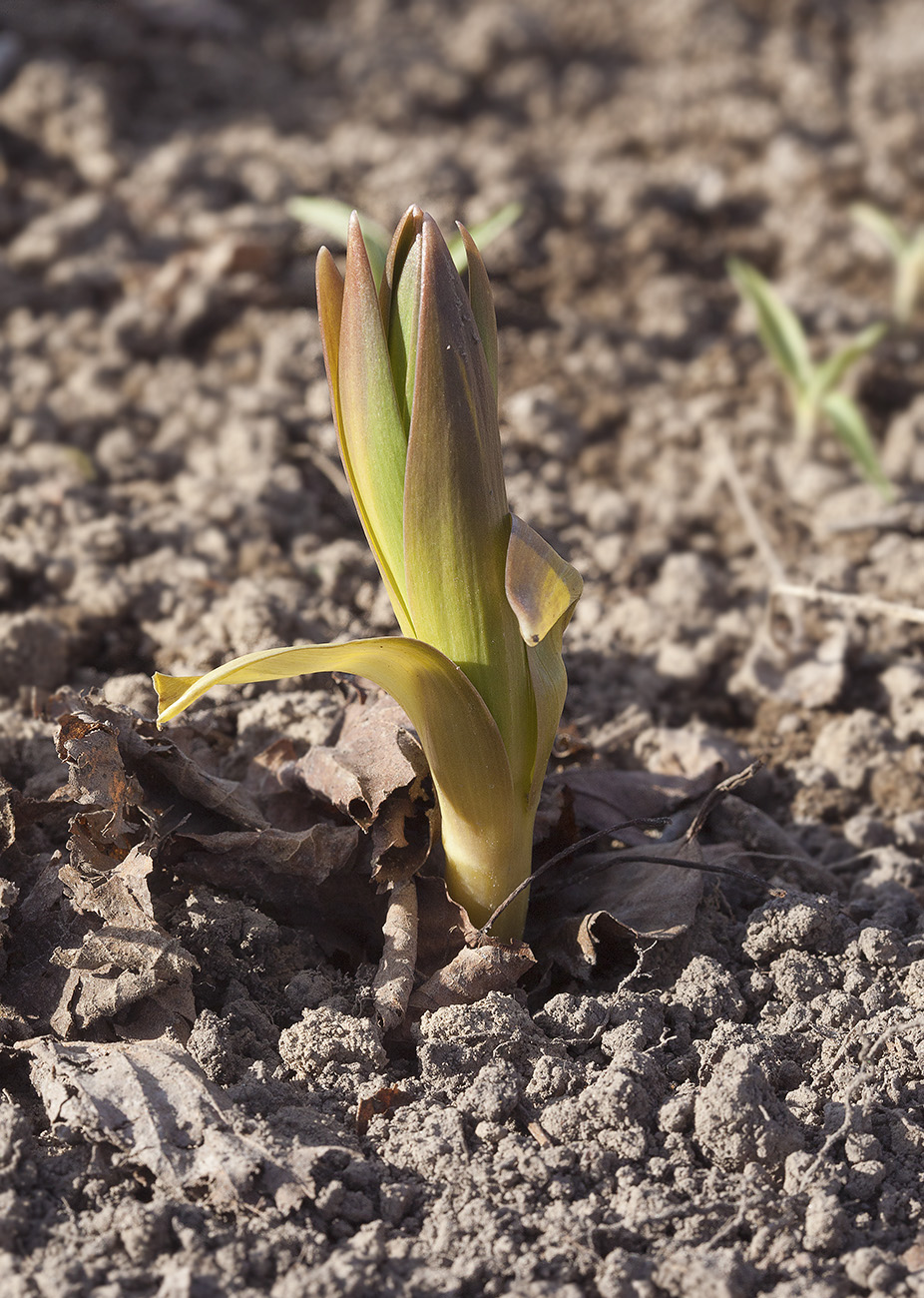 Изображение особи Fritillaria persica.