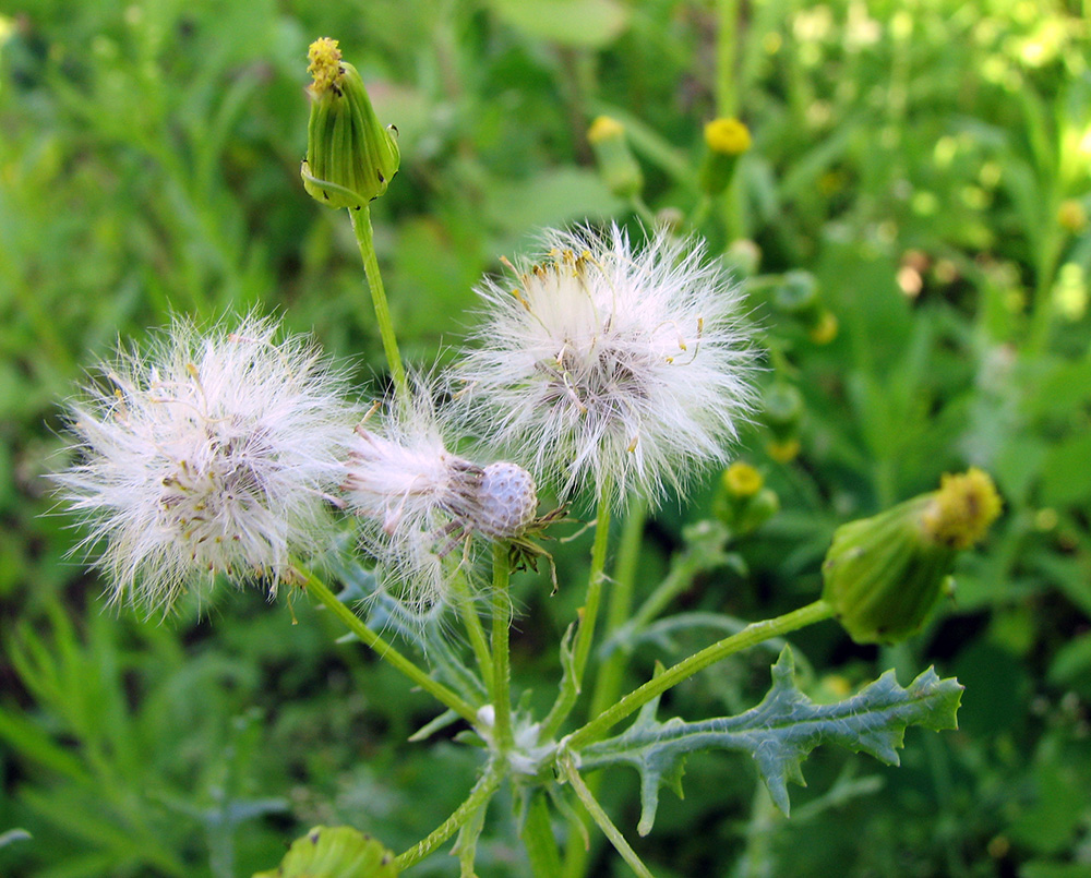 Изображение особи Senecio vulgaris.