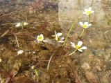 Ranunculus sphaerospermus