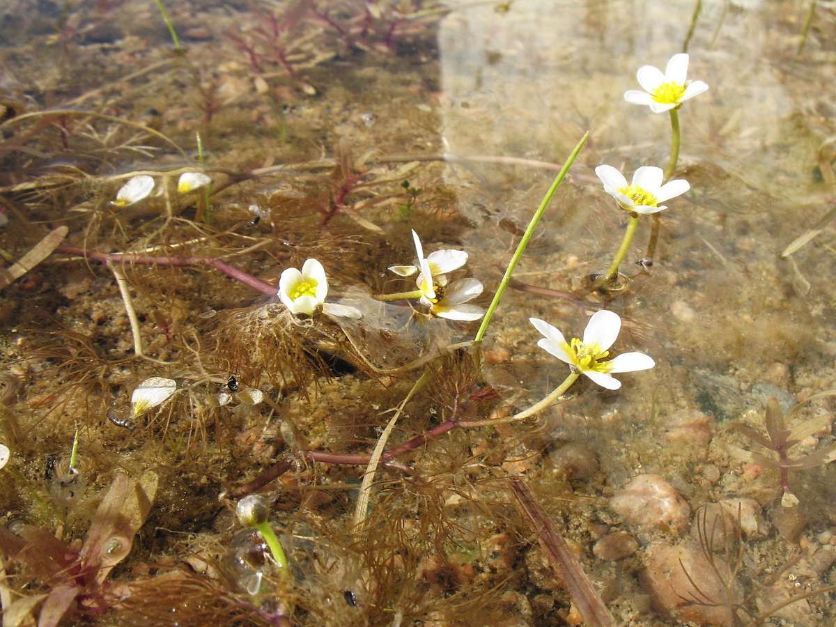 Image of Ranunculus sphaerospermus specimen.