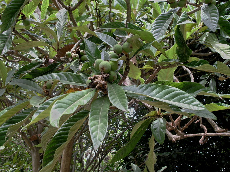 Изображение особи Eriobotrya japonica.