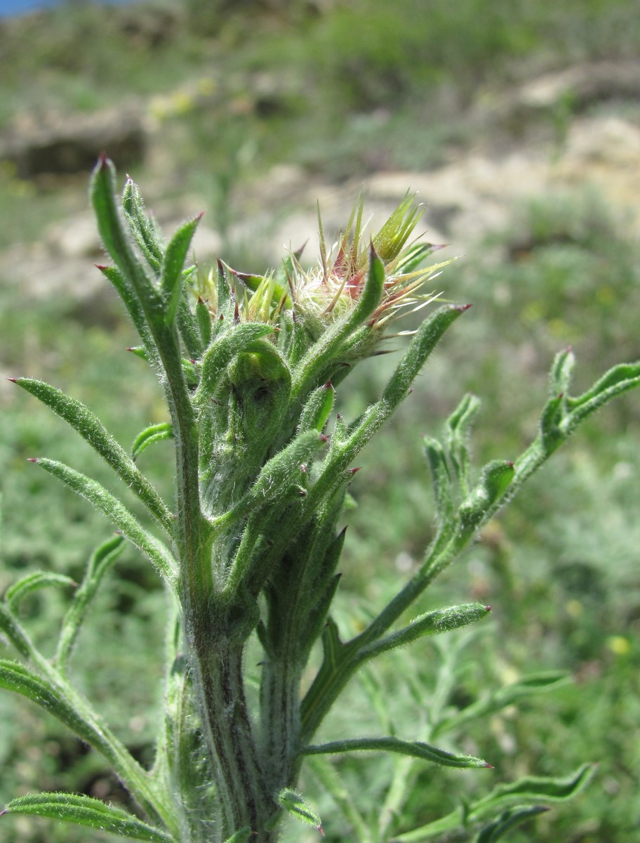 Изображение особи род Centaurea.