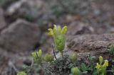 Scutellaria orientalis