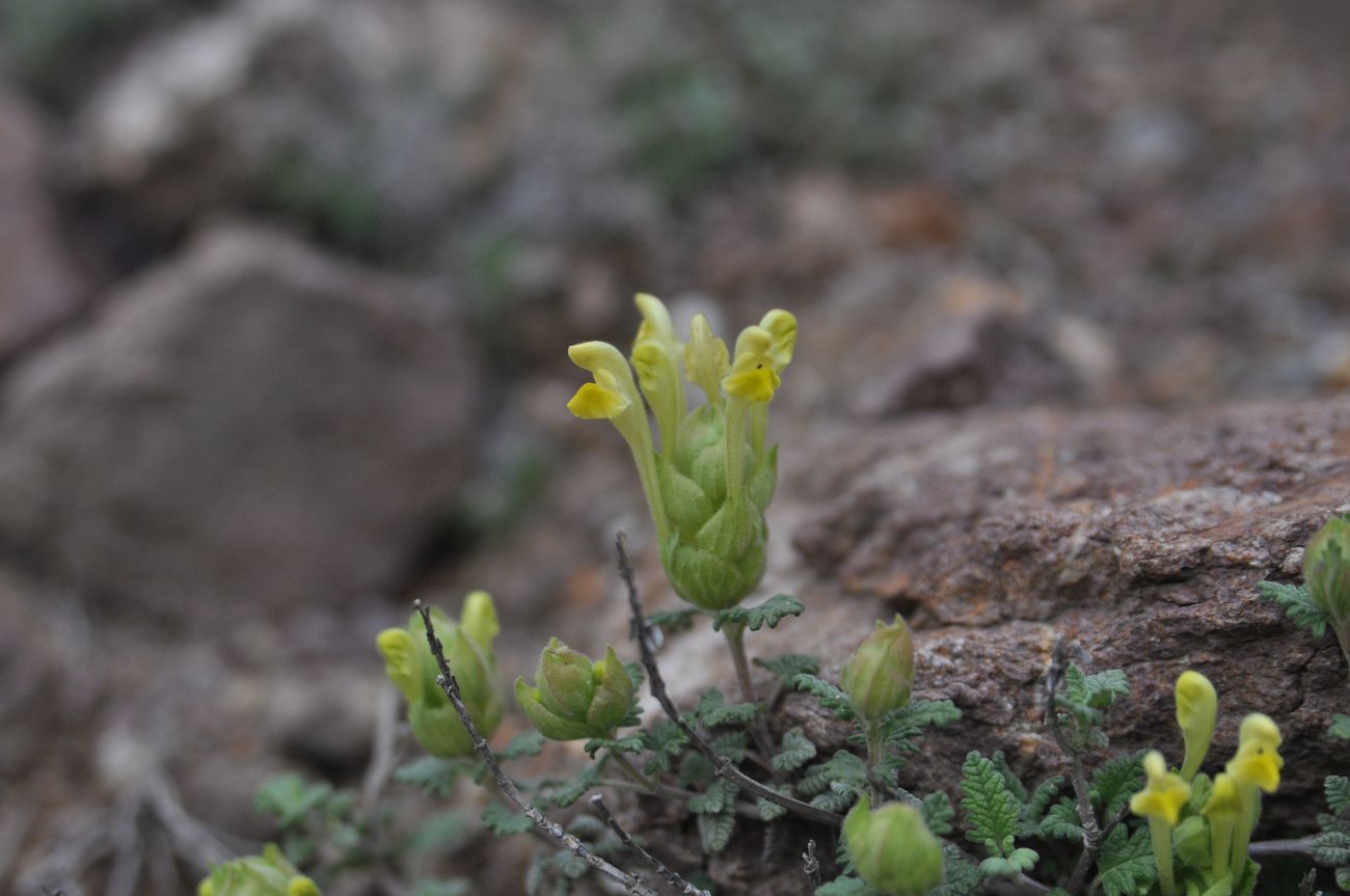 Изображение особи Scutellaria orientalis.