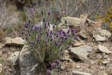 Lavandula stoechas. Цветущее растение. Испания, Каталония, провинция Жирона, комарка Альт-Эмпорда, муниципалитет Кадакес, мыс Креус, каменистый склон. 01.04.2019.