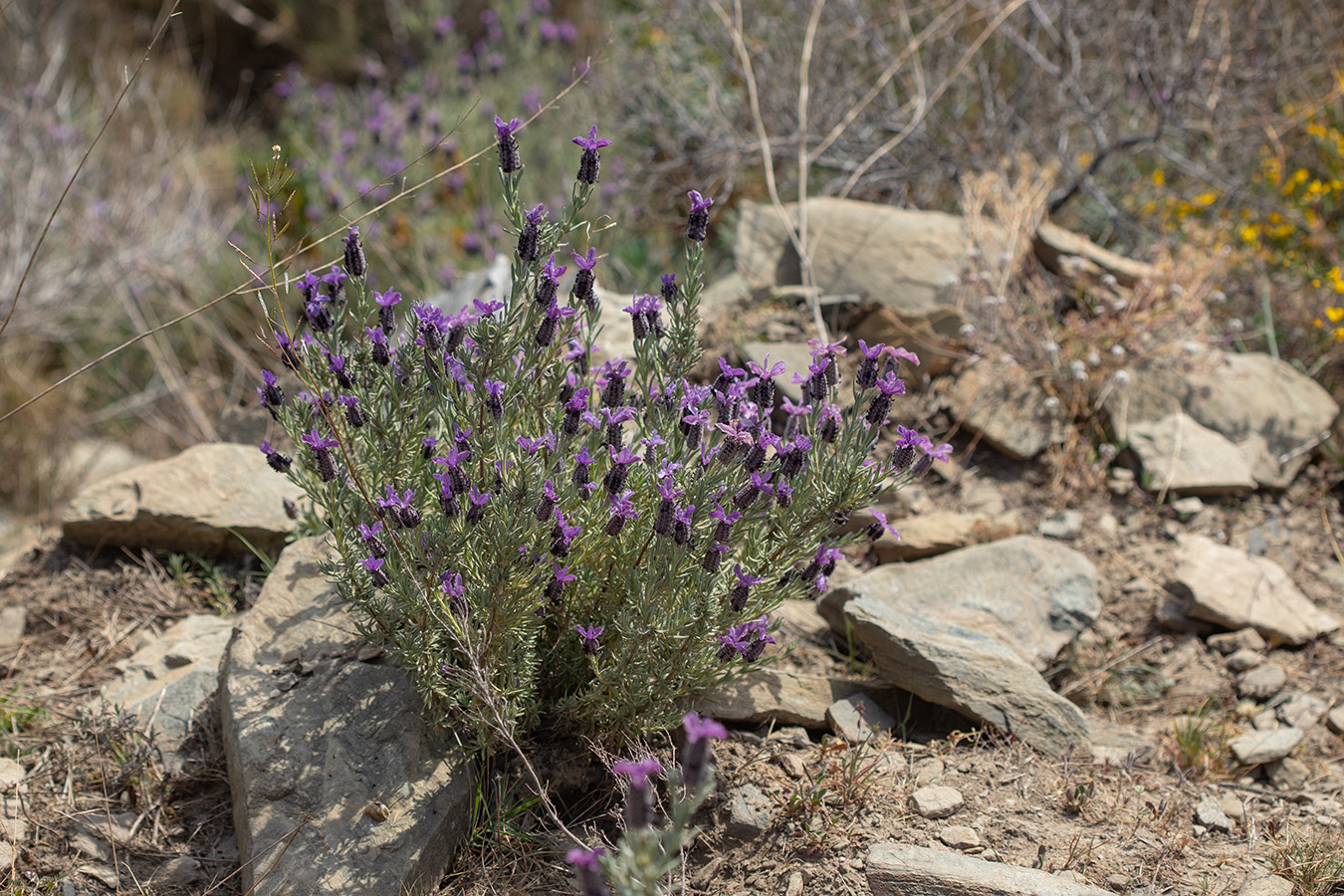 Image of Lavandula stoechas specimen.