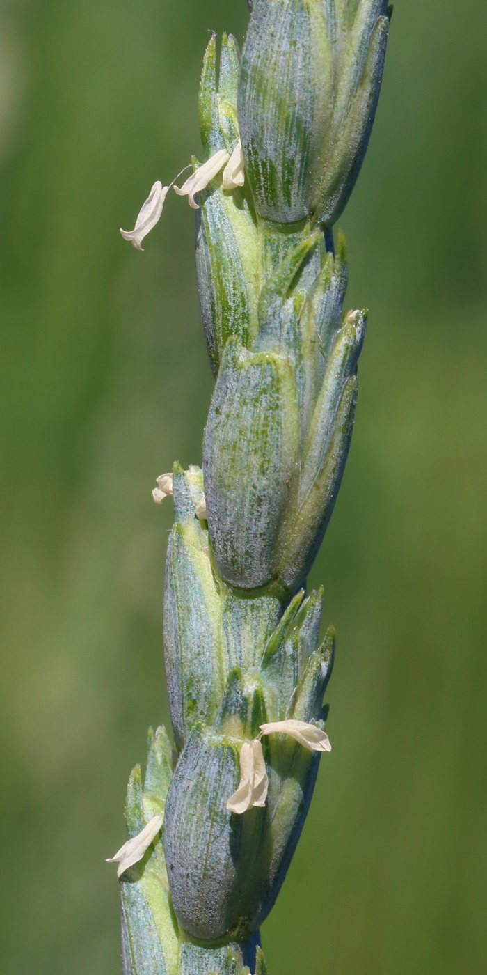 Image of Triticum spelta specimen.