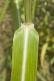 Sorghum halepense