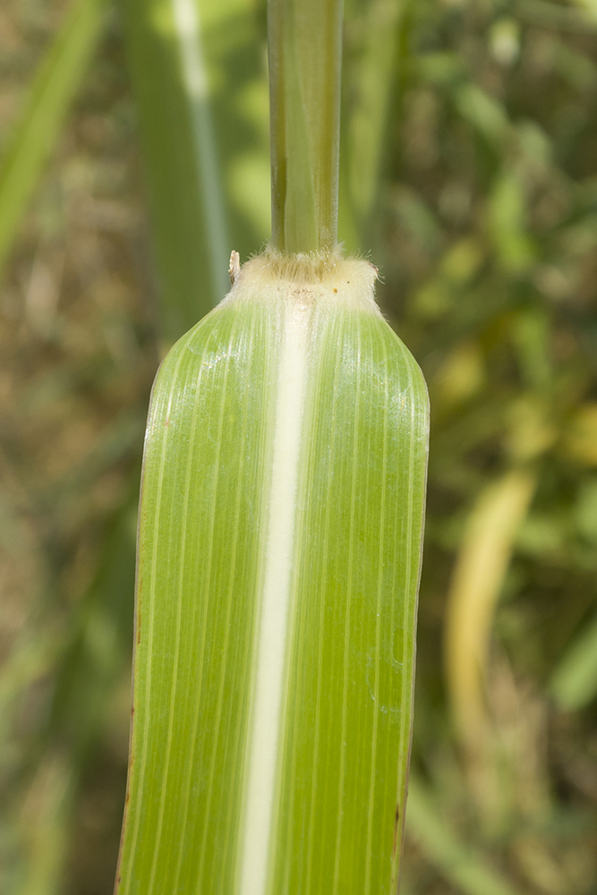 Image of Sorghum halepense specimen.