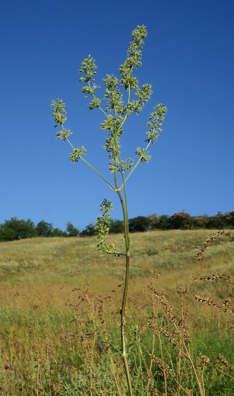 Image of Silene donetzica specimen.